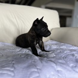 Dutch Shepherd Puppies from TecK9s