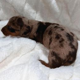 Ethan - Dapple male Dachshund puppy in San Diego, California from Enchantables