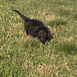 Monica - Brindle female Dachshund puppy in Mabank, Texas from Lovin’ Li’s Furry Sausages