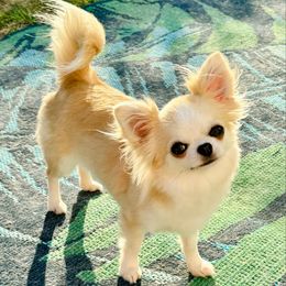 Lush - Fawn female Chihuahua puppy in Spring Hill, Florida from Stardom Chihuahuas & CKCS