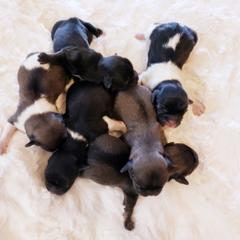 Tibetan Spaniel Puppies from Trillium Tibetan Spaniels