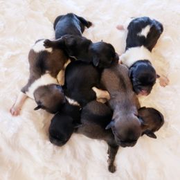 Tibetan Spaniel Puppies from Trillium Tibetan Spaniels