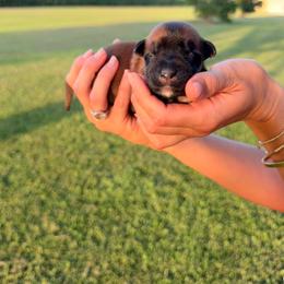 Black Widow - Wheaten female Soft Coated Wheaten Terrier puppy in Illinois from Sarabeth's Friendly Pups