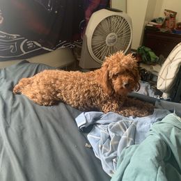Fawn - Cavapoo