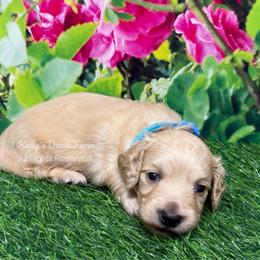 Male Cream Longhair Blue Collar - Cream male Dachshund puppy in Cleveland, Tennessee from Kelly's Doxie Farm