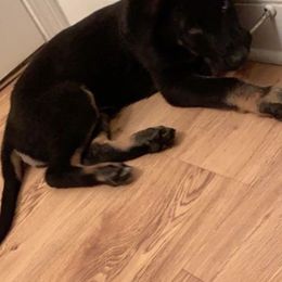 German Shepherd Puppies from Precision Dog Kennels