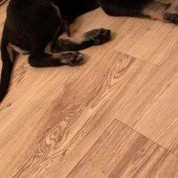 German Shepherd Puppies from Precision Dog Kennels