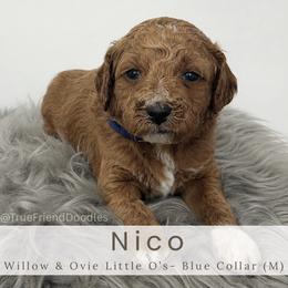 NICO -blue collar - Red  male Goldendoodle puppy in Watertown, New York from True Friend Doodles