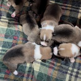 Pembroke Welsh Corgi Puppies from Mill Rock Farms