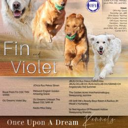 Violet's Lime Green Girl - Golden female Golden Retriever puppy in Idaho Falls, Idaho from Once Upon A Dream Kennels