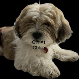 Chloe - Gold and white female Shih Tzu puppy in Federal Way, Washington from Paola Martinez