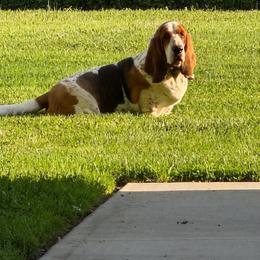 Puddin Pop - Basset Hound