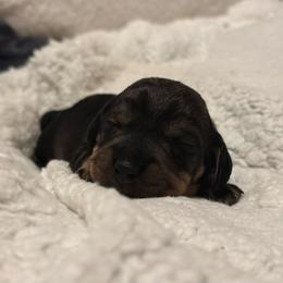 Girl 2 - Wild boar female Dachshund puppy in San Jose, California from Zwinger vom Donau-Ries
