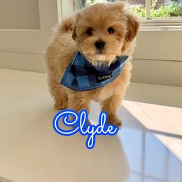 Clyde - Apricot male Maltipoo puppy in Buford, Georgia from Petite Posh Puppies