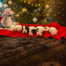 Sheepadoodle Puppies from The Artman Family