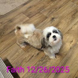 Faith - Shih Tzu