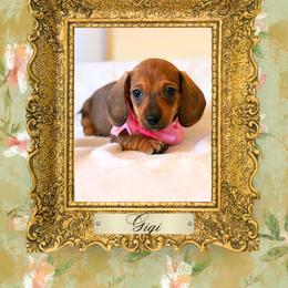 Dachshund Puppies from Vibrant Eyes Doxies