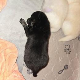 Onyx - Black and tan parti male Pomeranian puppy in Newport News, Virginia from Itty Bitty Poms