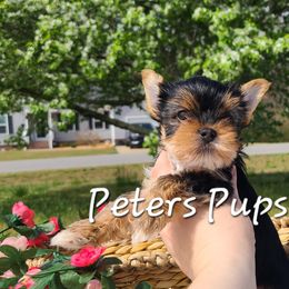 Yorkshire Terrier Puppies from Peters Pups Yorkshire Terriers