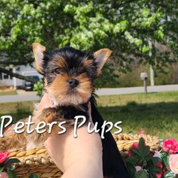 Yorkshire Terrier Puppies from Peters Pups Yorkshire Terriers
