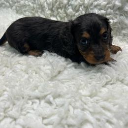 Star - Chocolate and tan female Dachshund puppy in Council Hill, Oklahoma from Rocky Springs Ranch