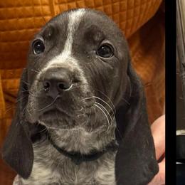 Ross - Blue ticked male Bluetick Coonhound puppy in Cherryville, North Carolina from Evenstar-WesRidge Bluetick Hounds