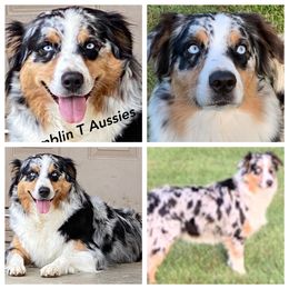 Aussiedoodle, Australian Shepherd, and Toy Australian Shepherd Puppies from Tumblin T Aussies and Aussiedoodles