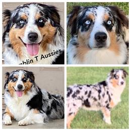 Aussiedoodle, Australian Shepherd, and Toy Australian Shepherd Puppies from Tumblin T Aussies and Aussiedoodles
