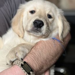Cavalier King Charles Spaniel and Golden Retriever Puppies from Country Goldens and Mountain Top Cavaliers