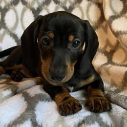 Dachshunds from Southern Paws