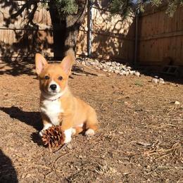Pembroke Welsh Corgi Puppies from Rocking LJ Breeding