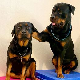 Rottweilers from Jen Freilich