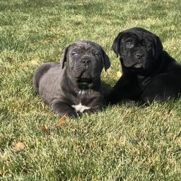 Cane Corso Puppies from Virtue Cane Corso