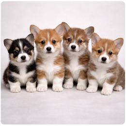 Pembroke Welsh Corgi puppies from Holly's Pembroke Welsh Corgis