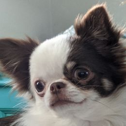 Chihuahuas from Precious Paws Chihuahuas