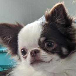 Chihuahuas from Precious Paws Chihuahuas