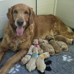Golden Retriever puppies from T Rose Golden Co.