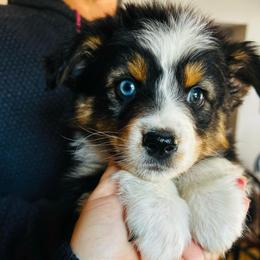 Black tri - Black tri-color male Australian Shepherd puppy in Saratoga Springs, New York from Rock Springs Australian Shepherds