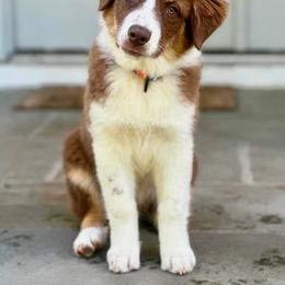 Australian Shepherd All Grown Up from Cobler Farms