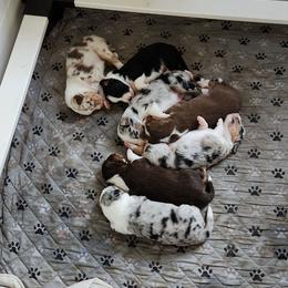 Lightening - Red tri-color male Australian Shepherd puppy in Tallahassee, Florida from H&H Red Gate Farm