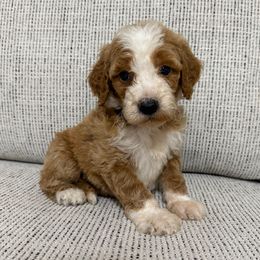 Black collar boy - Red  male Goldendoodle puppy in Ridgewood, New Jersey from Jessie’s Doodles