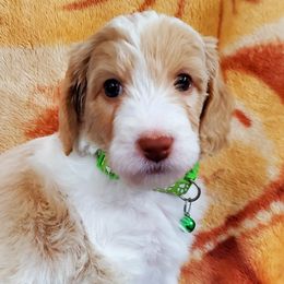 Boy 1 - Labradoodle puppy in Statesville, North Carolina from Labradoodles of the Foothills