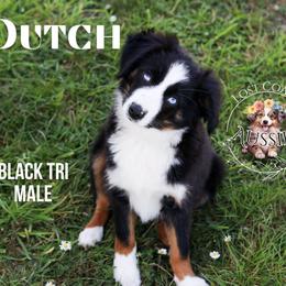 Dutch - Black tri male Miniature American Shepherd puppy in Ferndale, California from Lost Coast Aussies