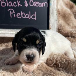 Havarti - Piebald female Dachshund puppy in Rogue River, Oregon from Bear Feet Dachshunds