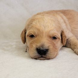 Goldendoodle Puppies from Lake Village Doodles