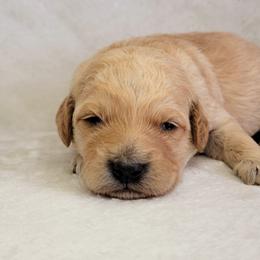 Goldendoodle Puppies from Lake Village Doodles