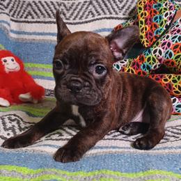 French Bulldog and German Shorthaired Pointer Puppies from Old Orchard Farm