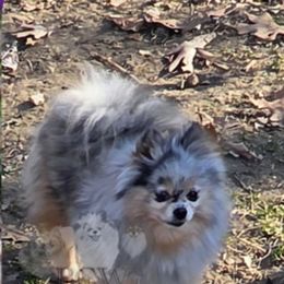 Safrina - Pomeranian
