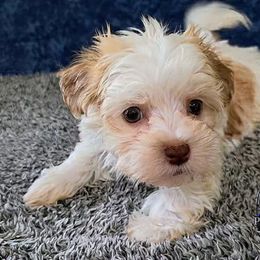 Billy - Fawn male Havanese puppy in Neosho, Missouri from Pups on the Ridge