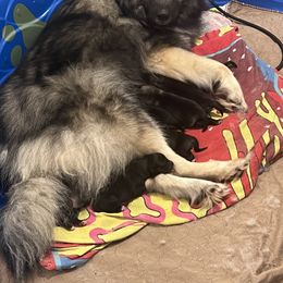 Keeshond and Pomeranian Puppies from Rebecca’s Pixie Poms
